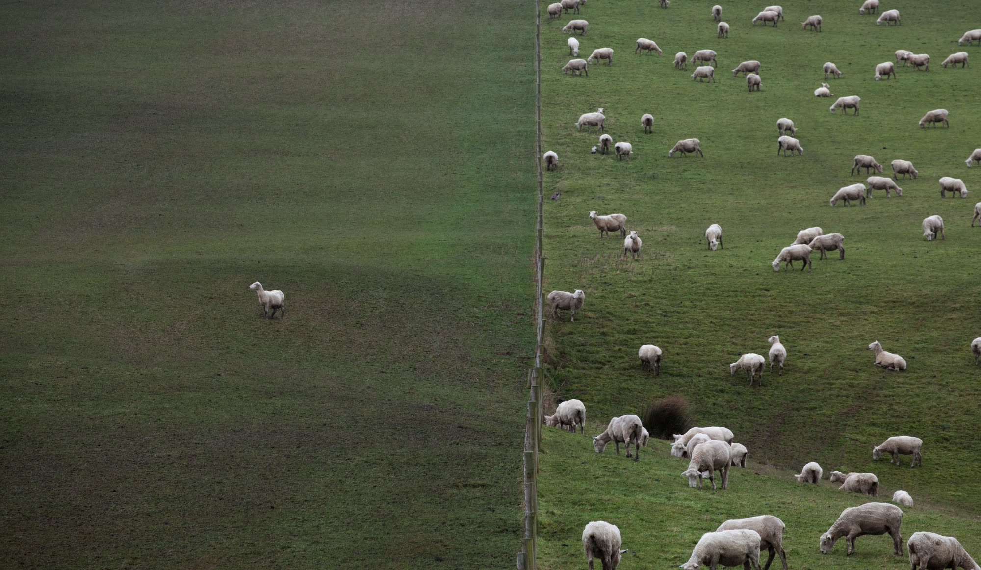 A lone sheep grazing apart from a large flock in a green field, split by a shadow line, Lentidão 2nd Research